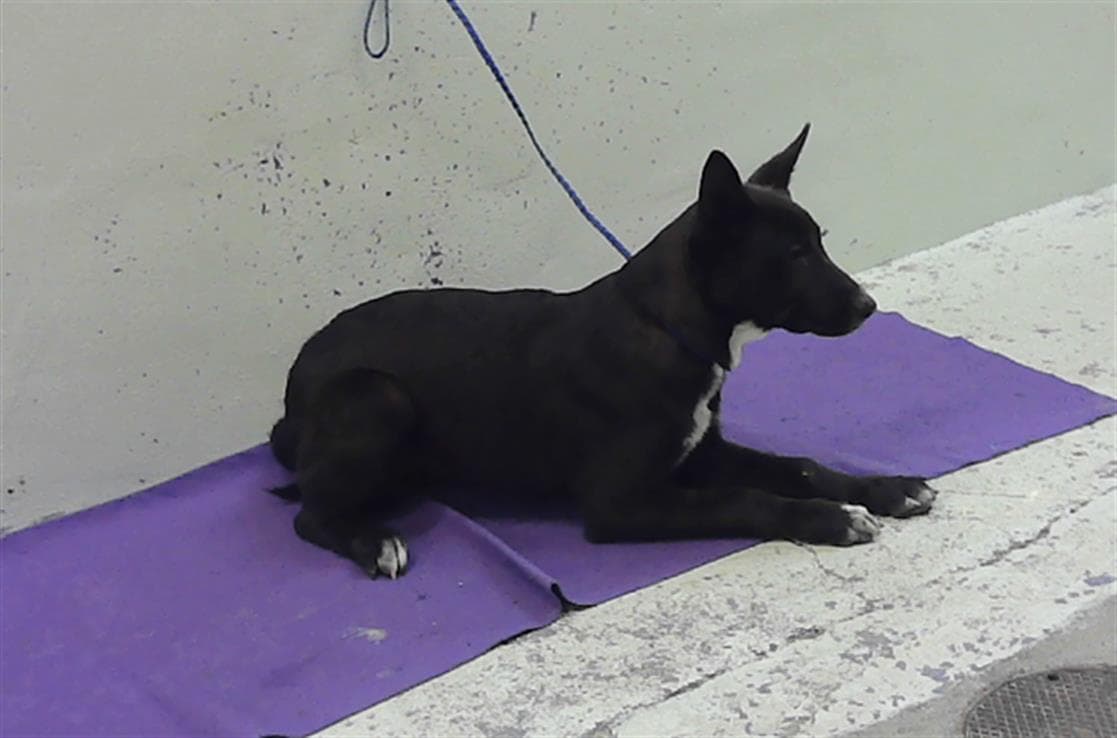 Unknown - Labrador Retriever