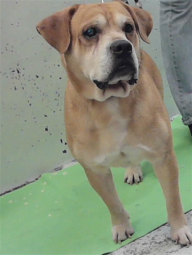 Benji - Boxer