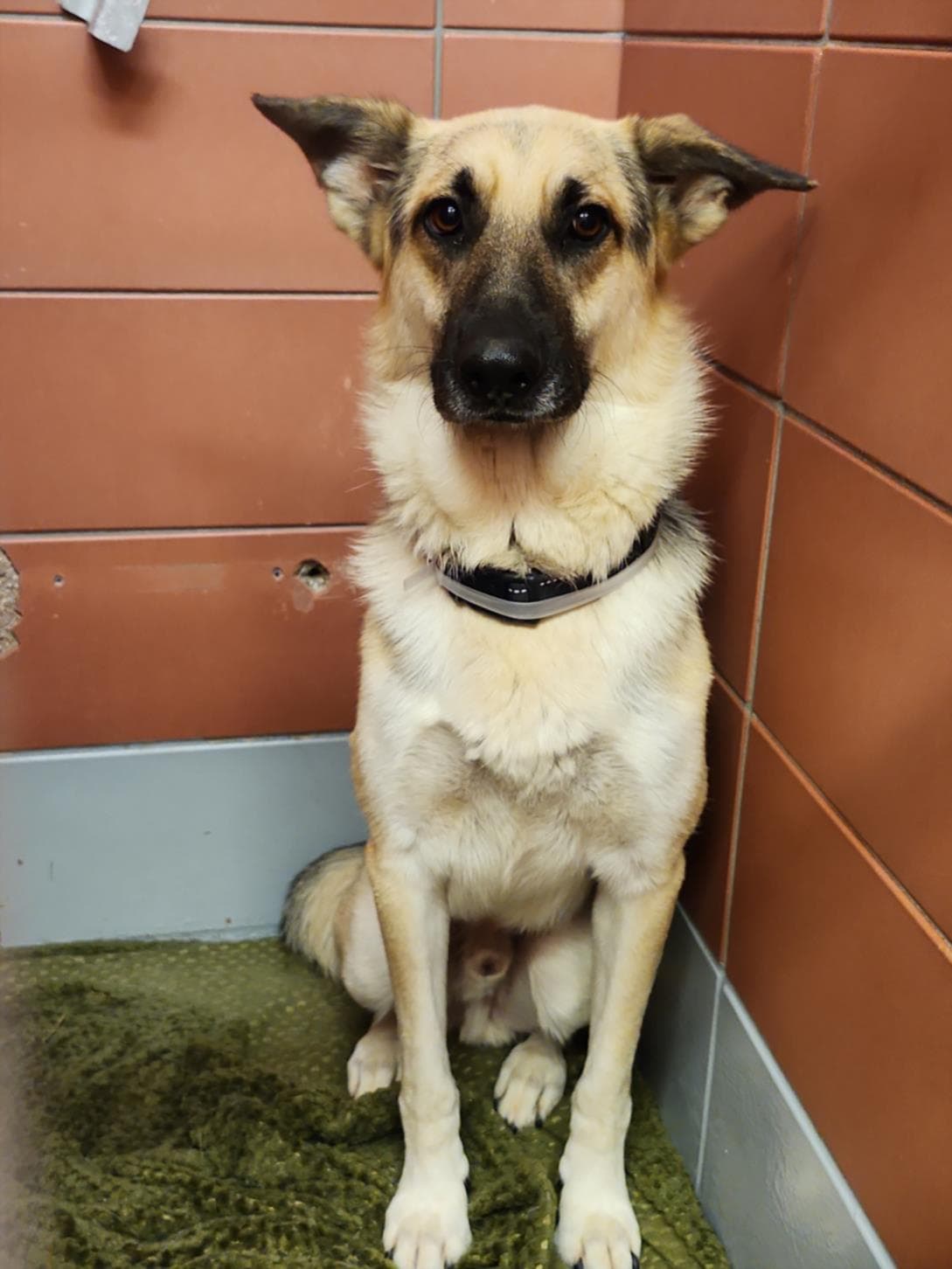Sam - German Shepherd Dog