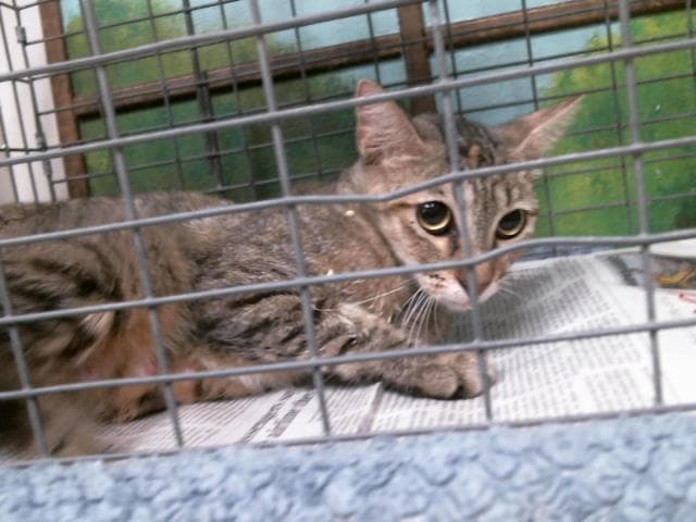 Mom - Domestic Short Hair