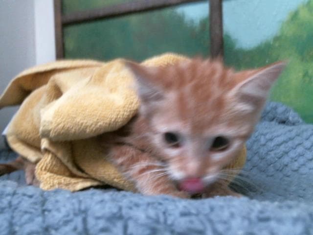 Unknown - Domestic Short Hair