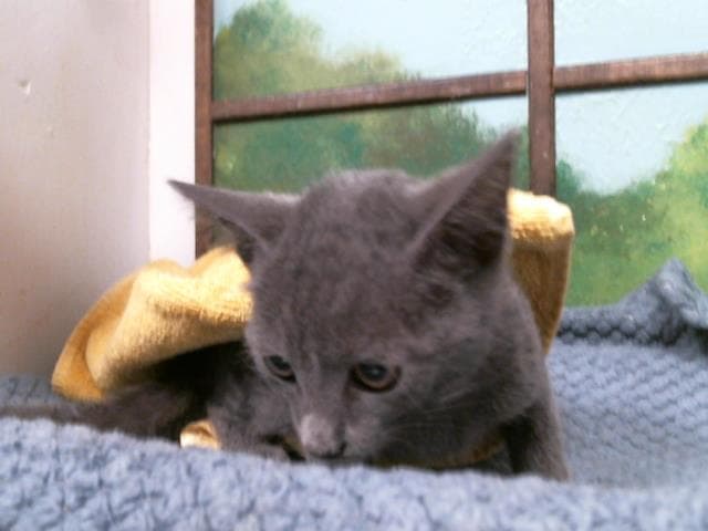 Unknown - Domestic Short Hair