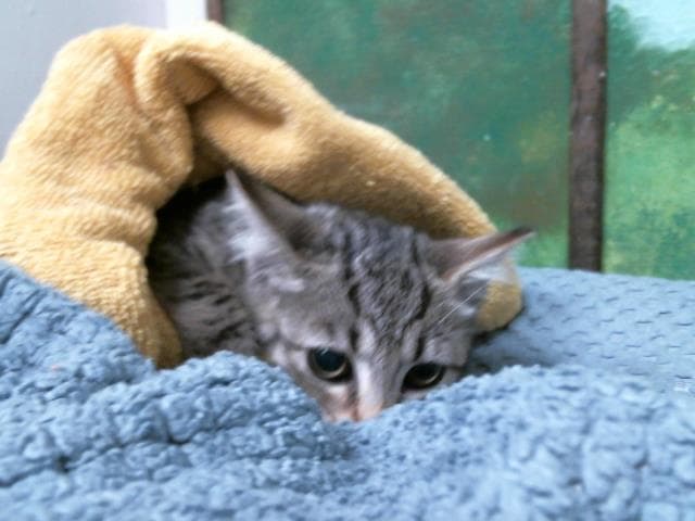 Unknown - Domestic Short Hair