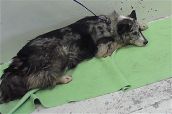 Emberly - Australian Shepherd