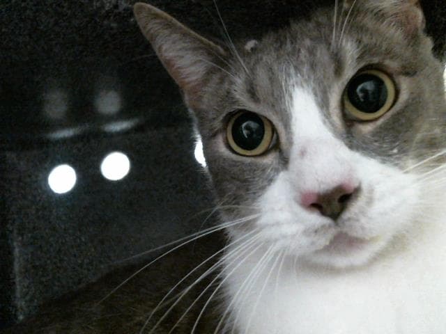 Unknown - Domestic Short Hair