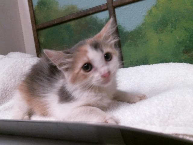 Mikayla - Domestic Long Hair