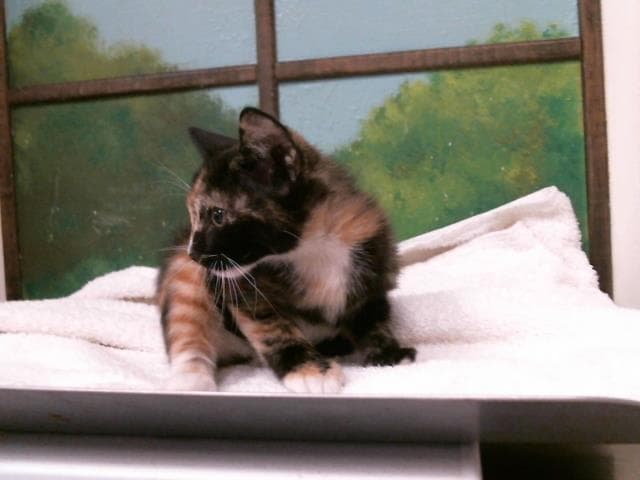Maycie - Domestic Short Hair
