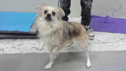 Callie image 1