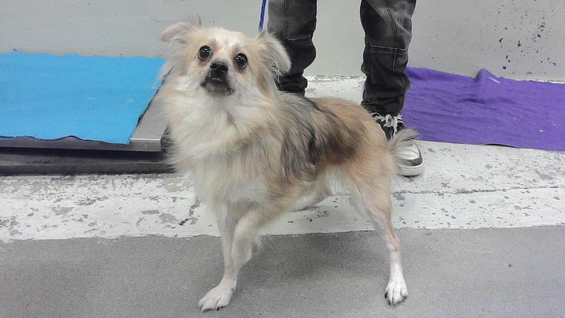 Callie - Chihuahua