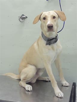 Sam image 1