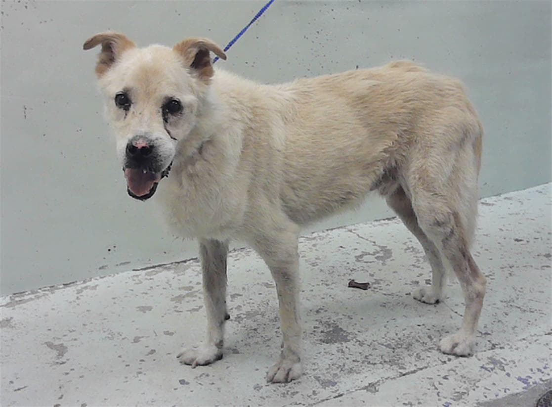 Crowley - Labrador Retriever
