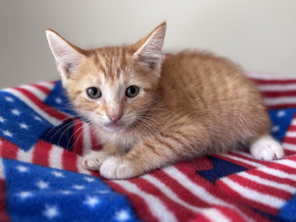 Orbit - Domestic Short Hair