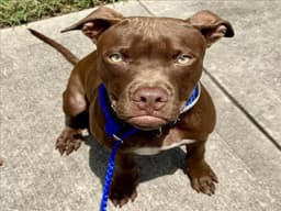 Roscoe image 1