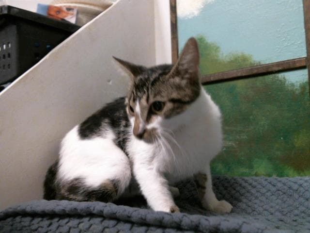 Sandy - Domestic Short Hair