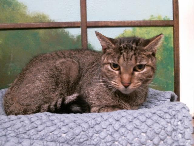 Dee Dee - Domestic Short Hair