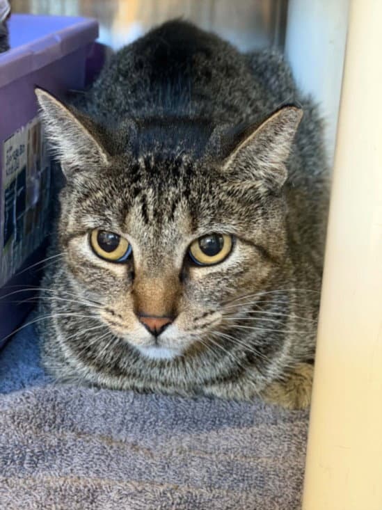 Dee Dee - Domestic Short Hair