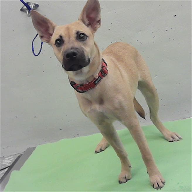 Unknown - German Shepherd Dog