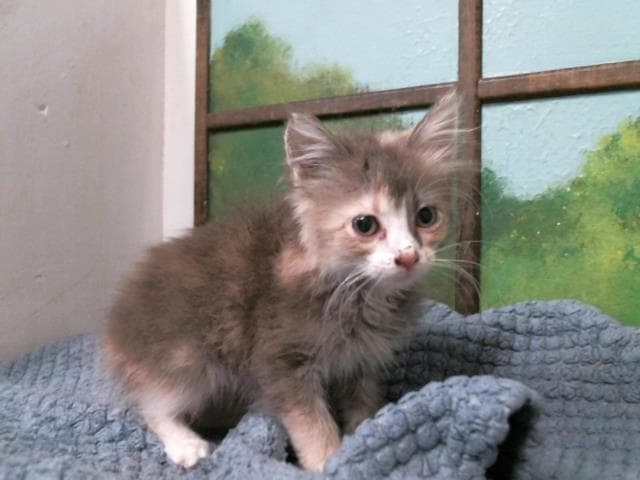 Bonnie - Domestic Long Hair