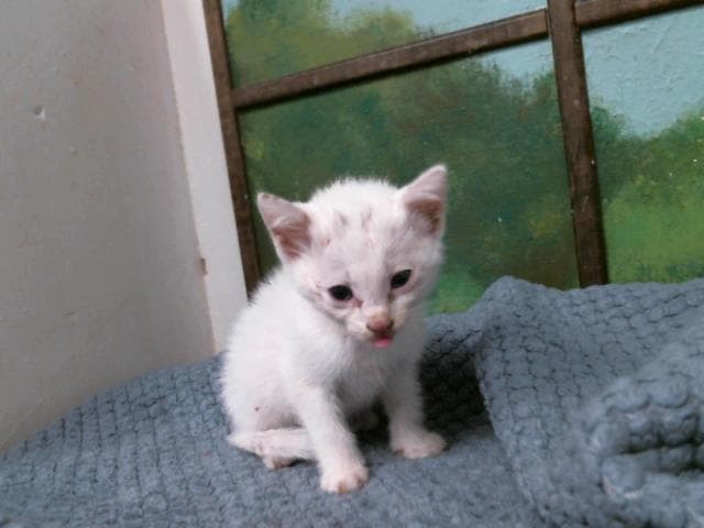 Bubbly - Domestic Short Hair