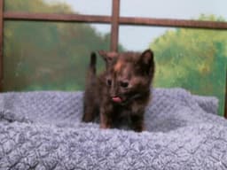 Buffy image 1