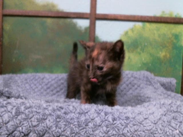 Buffy - Domestic Short Hair