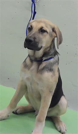 Jack image 1