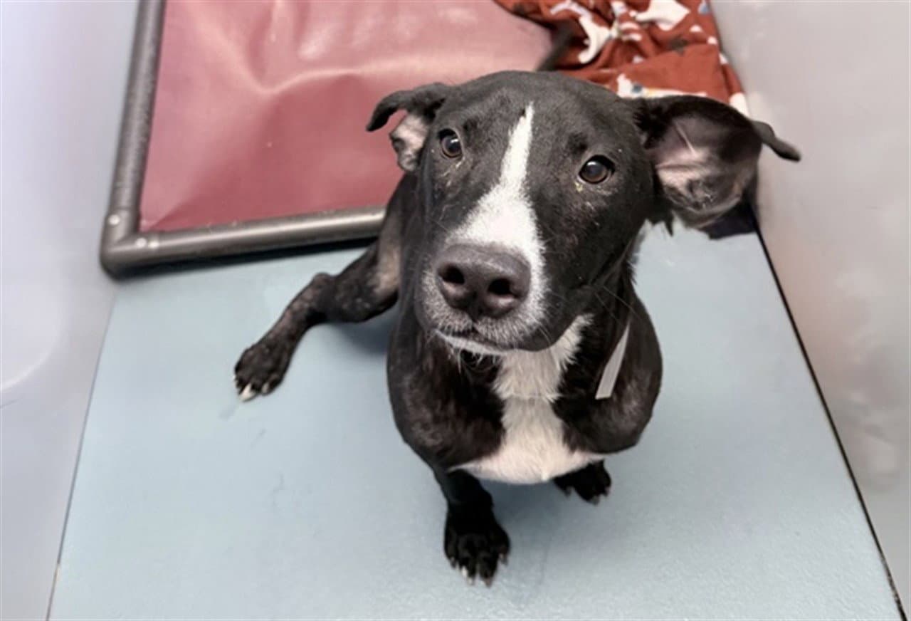 Unknown - Staffordshire Bull Terrier