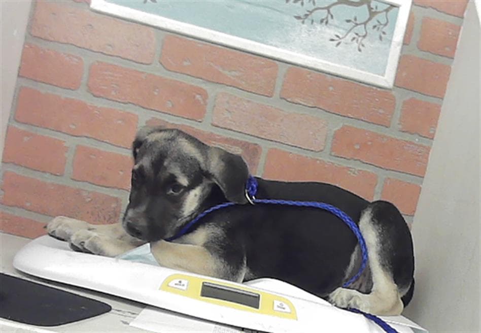 Unknown - Staffordshire Bull Terrier