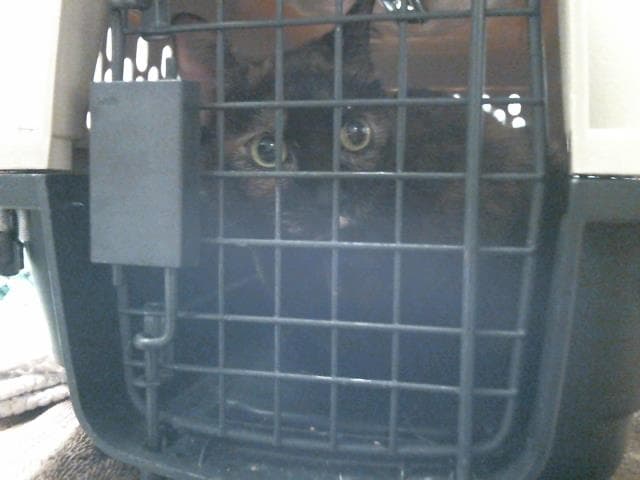 Unknown - Domestic Short Hair