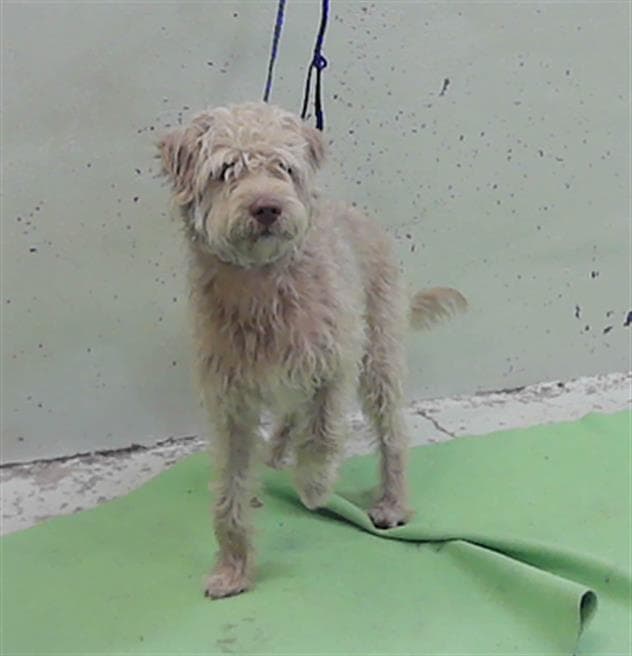 Rocky - Schnauzer