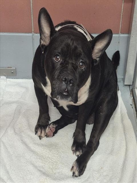 Unknown - Staffordshire Bull Terrier
