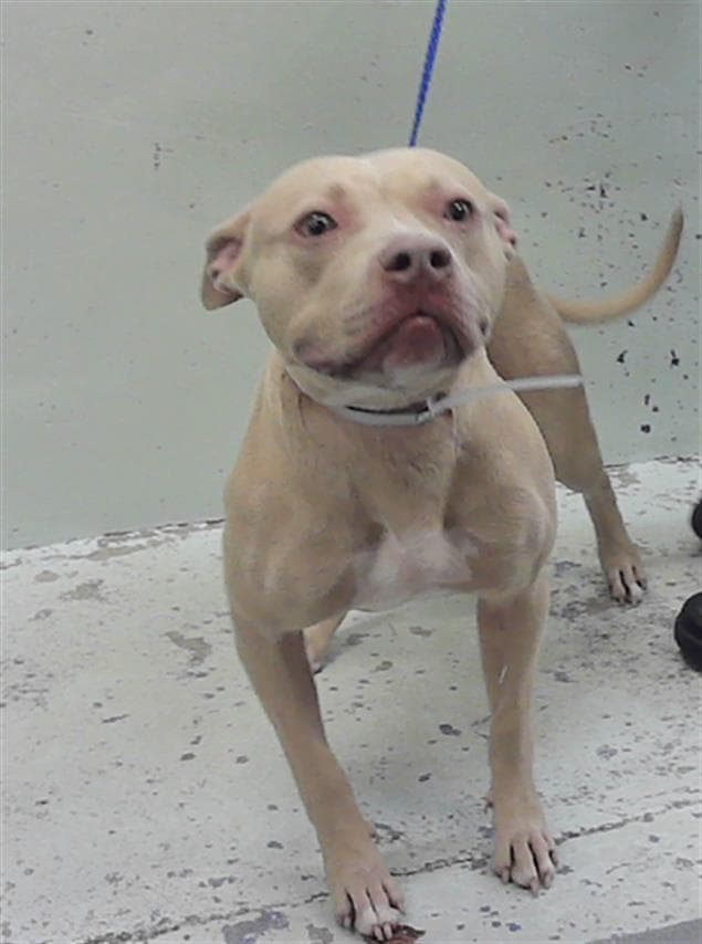 Bubbles - Staffordshire Bull Terrier
