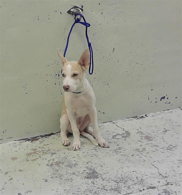 Unknown - American Staffordshire Terrier