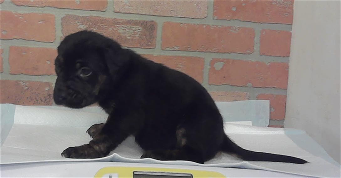 Unknown - Labrador Retriever