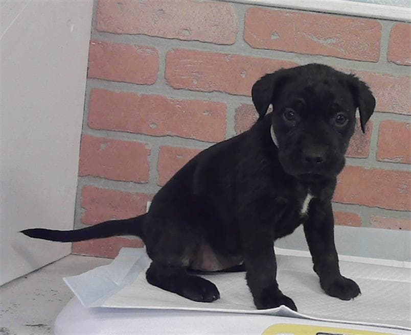 Unknown - Labrador Retriever