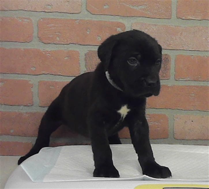Unknown - Labrador Retriever
