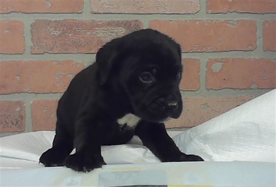 Unknown - Labrador Retriever