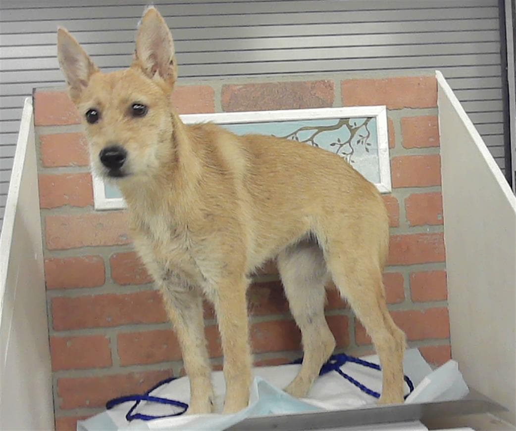 Miley - Toy Fox Terrier