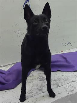 Layla image 1