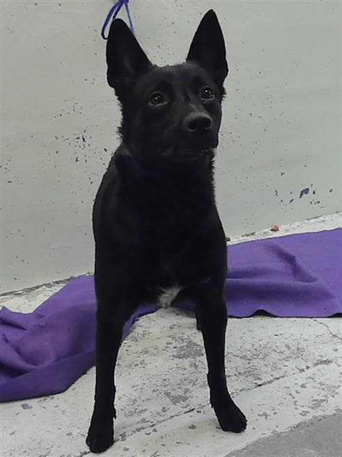 Layla - Labrador Retriever
