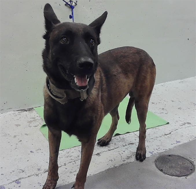 Unknown - Belgian Shepherd Malinois