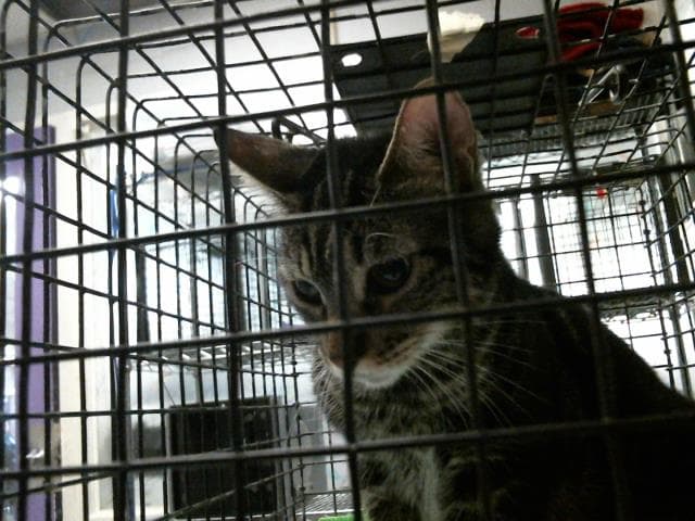 Offi - Domestic Short Hair