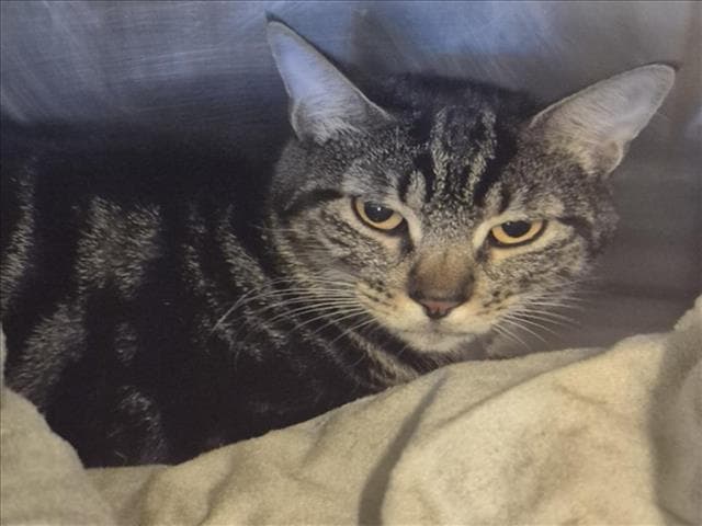 Offi - Domestic Short Hair