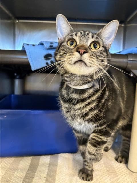 Offi - Domestic Short Hair