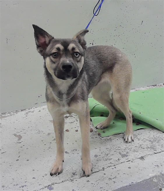 Bella-Skie - Husky