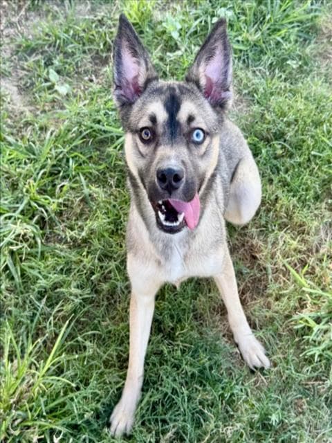 Bella-Skie - Husky