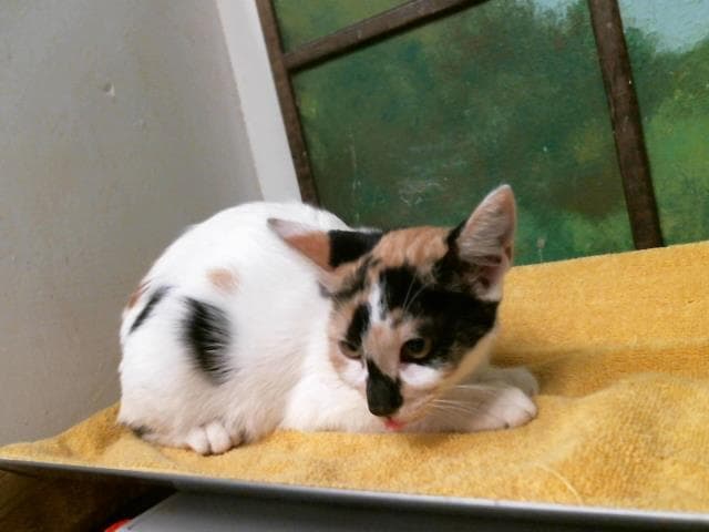 Cherish - American Shorthair