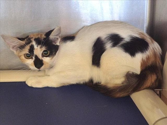 Cherish - American Shorthair
