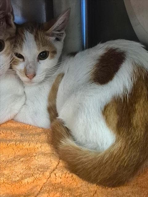 Copper - American Shorthair