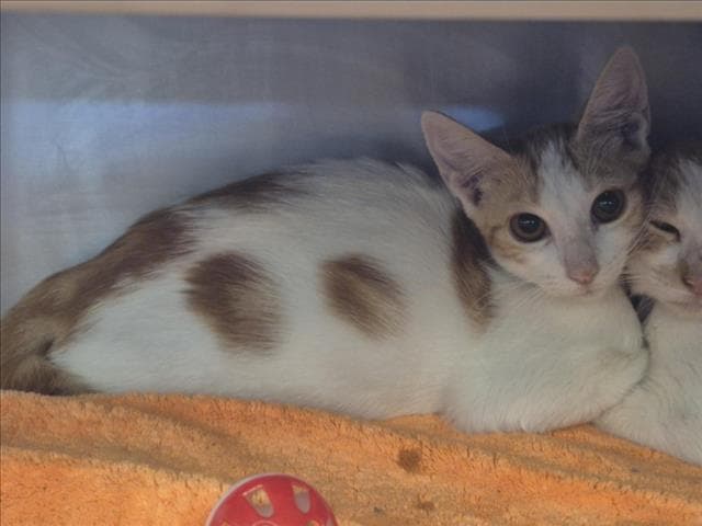 Destiny - Domestic Short Hair
